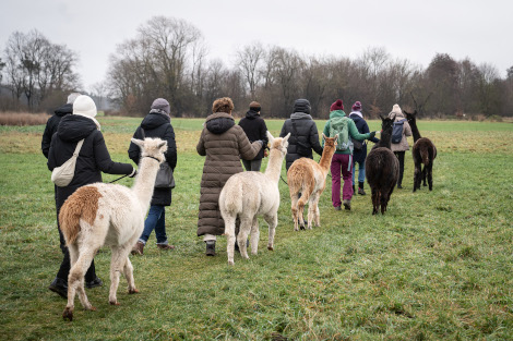 Auf einem freien Feld laufen neun Personen hintereinander und führen fünf Lamas an der Leine mit sich.