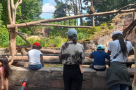 Mehrere Kinder und Erwachsene stehen mit dem Rücken zur Kamera und beobachten das Paviangehege im Tiergarten Nürnberg