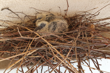 Zwei Küken sitzen in einem Nest