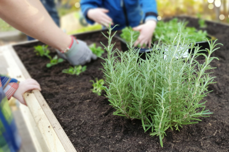 Großaufnahme von Händen von Erwachsenen und Kindern, die in einem Beet Kräuter einpflanzen.