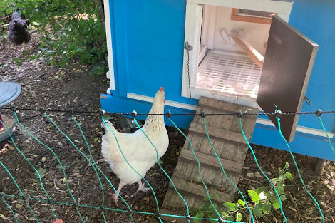 Ein Huhn ist auf dem Weg in ein kleines Hühnerhaus